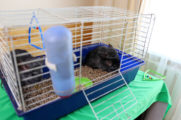 People care for and play with chinchillas.