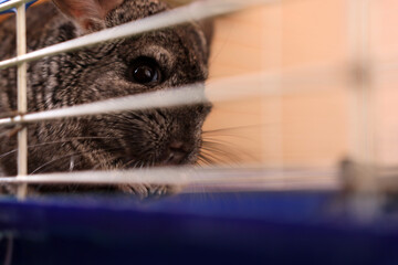 People care for and play with chinchillas.