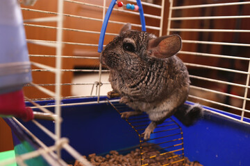 People care for and play with chinchillas.