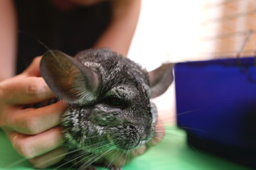 People care for and play with chinchillas.