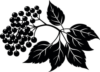 Elderberry Fruit Vector Illustration with Leaf Detail