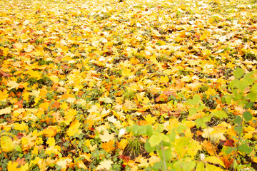 autumn leaves background