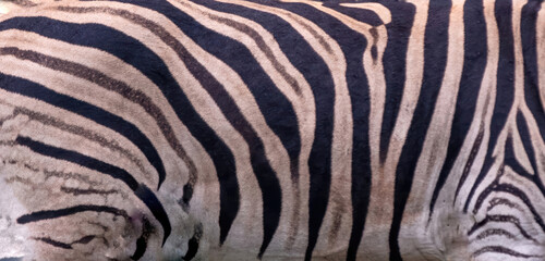 Zebra skin texture. African wild animal white black stripes leather closeup