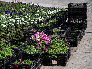 Large boxes with petunia seedlings stand on the sidewalk next to the flowerbed. Some of the plants have already been planted in the ground.