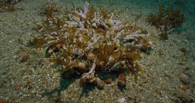 California cone snails with eggs on benthic algae.