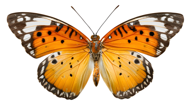 A butterfly with orange wings and black spots