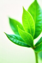 Serene Green Plant Close-up Tranquil Nature Photography for Wellness, Spa, and Relaxation Themes
