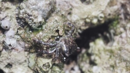 Crab on the Rocks