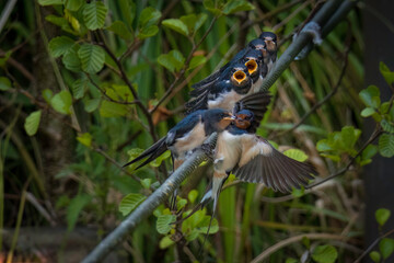 Aufnahme von jungen Rauchschwalben, welche von ihren Eltern im Flug gefüttert werden. © Mike