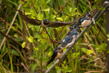 Aufnahme von jungen Rauchschwalben, welche von ihren Eltern im Flug gefüttert werden. © Mike