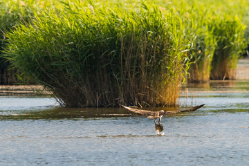 Aufnahme eines Fischadlers beim Jagen in seinem Habitat.