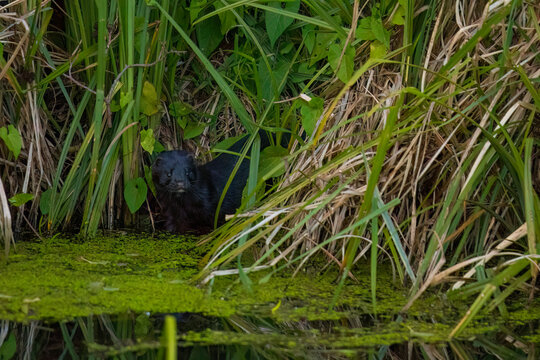 Aufnahme eines neugiergen Minks am pflanzenbewachsenen Ufer eines Flusses.
