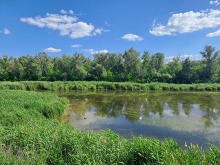 Fototapeta premium summer landscape with lake