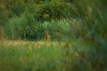 Aufnahme eines Rehs bei der Futtersuche am Schilfrand.