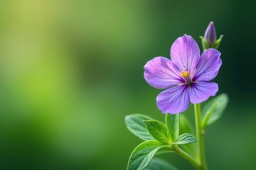 Obraz premium A vibrant fresh sage sprig, delicate purple flower blooming , springtime, botanical, ingredient