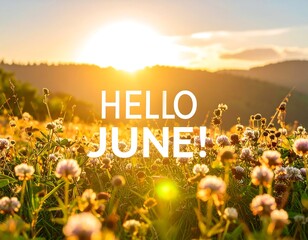 Beautiful sunset over a field of wildflowers