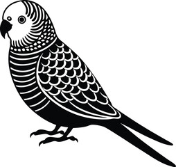 Black and White Budgerigar: The striking beauty of a budgerigar, its intricate feather patterns elegantly captured in stark black and white, showcasing its unique charm and elegance.