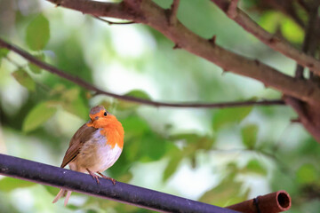 A robin sits comfortably on a perch and looks curiously. Germany, Europe. 