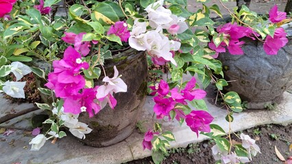 White and Pink Bougainvillea Glabra in Bloom – Variegated Tropical Flowers Under Natural Sunlight