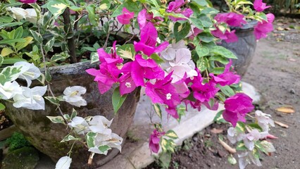 White and Pink Variegated Bougainvillea Glabra in Full Bloom – Close-up of Tropical Paper Flowers Blossoming Naturally in Sunlight Outdoors