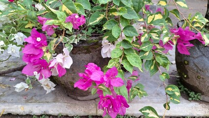 Close-up of Vibrant White and Pink Variegated Bougainvillea Glabra Flowers in Full Bloom, Displaying Delicate Hues in Natural Sunlight Outdoors