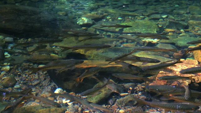 Video of Neolissochilus stracheyi fish in natural water sources.