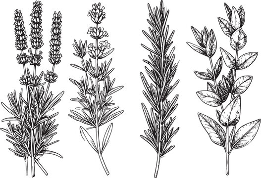 Herbal Aromatic Plant Collection