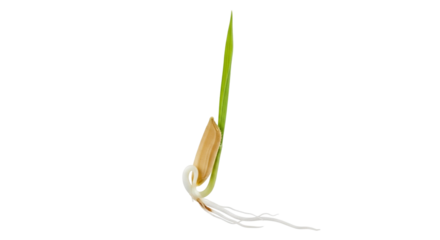 Newly germinated rice seedling displays a slender green shoot emerging from the grain, accompanied by a tiny white root below. This stage is critical for growth and development.