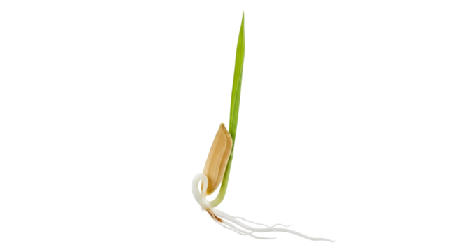 Newly germinated rice seedling displays a slender green shoot emerging from the grain, accompanied by a tiny white root below. This stage is critical for growth and development.