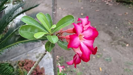 Fotobehang Azalea Beautiful Pink Desert Rose (Adenium Obesum) Flower with Unique Caudex – Decorative Succulent for Indoor and Outdoor Use  © Muhammad Nashieh