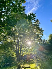 Scenic view of lush green trees in a quiet park with sunlight filtering through the branches. The...