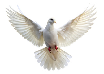 Fototapeta premium white dove flying isolated on white background, png, ai generated.