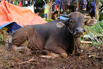 Fototapeta premium Bima cow in the yard