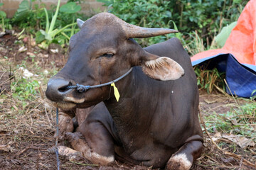 Bima cow in the yard