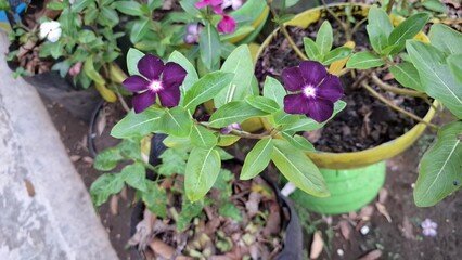 Beautiful dark purple Vinca flower (Catharanthus roseus) with green leaves and water pearls, symbolizing resilience and often used in herbal remedies.