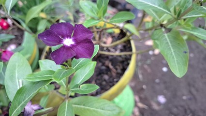Beautiful Dark Purple Violet Vinca flower (Catharanthus roseus) with green leaves and water pearls, symbolizing resilience and often used in herbal remedies.