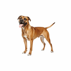 Obraz premium Alert Boxer: A striking boxer dog stands proudly, showcasing its muscular build and alert demeanor, it shows its distinct personality.