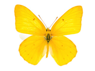 Fototapeta premium apricot sulphur butterfly isolated on white background PNG, AI GENERATED
