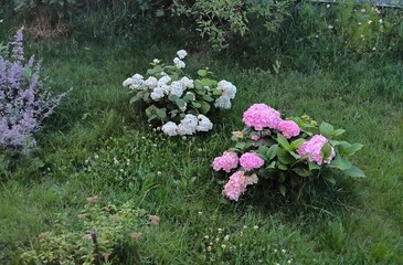 flowers in the garden