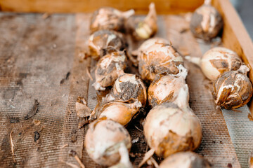 Close-up macro of fresh young green onions growing in garden soil. Natural growth in home vegetable...