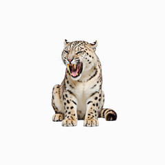 Fototapeta premium Snow Leopard Portrait: A magnificent snow leopard sitting regally with its mouth open, showcasing its power and beauty, against a stark .