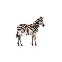 Fototapeta premium Zebra's Striking Presence: A solitary zebra stands tall, its iconic stripes a testament to the marvels of the natural world.
