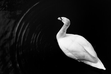 White swan