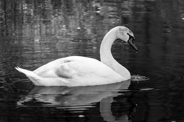 White swan