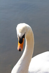 White swan