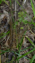 Skeleton Leaf on Forest Floor