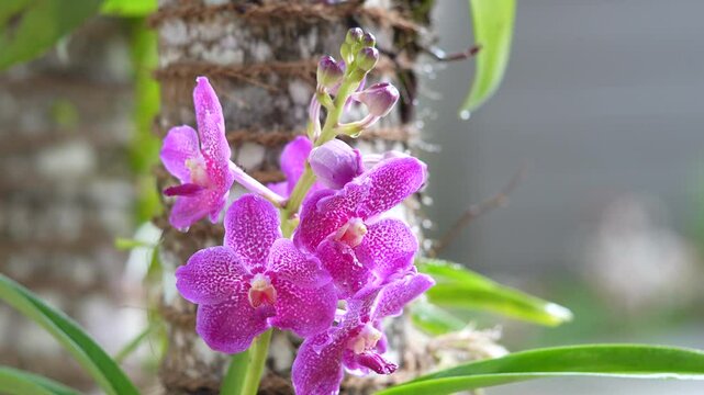 BEAUTIFUL AND EXOTIC PINK COLOR VANDA ORCHID FLOWER WITH RAIN DROPS IN A GARDEN