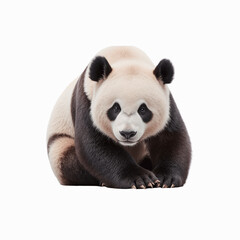Obraz premium Gentle Giant: A portrait of a captivating giant panda, its distinctive black and white markings standing out against a light background, creating a striking image of this beloved species.