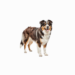 Happy Australian Shepherd: A cheerful Australian Shepherd dog stands proudly, showcasing its tri-color coat and expressive eyes.