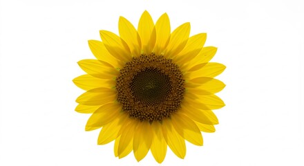 Obraz premium Bright yellow sunflower blooms vibrantly against pure white background. AI Generated
